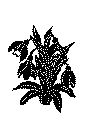 enkeltbuket_30.gif (22422 byte)