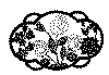 rose_01.gif (39221 byte)