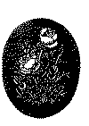 rose_03.gif (30675 byte)