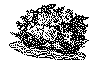 rose_13.gif (53532 byte)