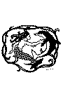 delfin3.gif (16895 byte)
