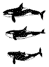 delfin4.gif (17915 byte)