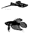 fisk9b.gif (9159 byte)