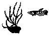 fisk9e.gif (10743 byte)
