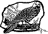 oern.gif (19447 byte)