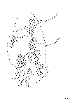 HAT_6_.gif (16420 byte)