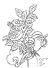 enk_blomst_03.gif (27257 byte)