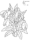enk_blomst_07.gif (43117 byte)