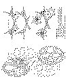 enk_blomst_11a.gif (14308 byte)