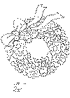 krans_08.gif (3317 byte)