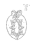 krans_09.gif (2439 byte)