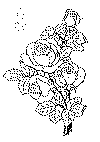 rose_09.gif (3478 byte)